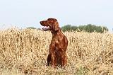 SETTER IRLANDAIS 021